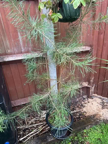 Photo of free Scot’s Pine tree (Cove GU14) #1