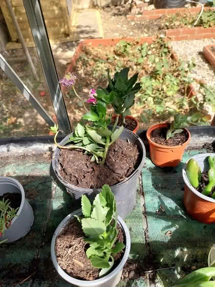 Photo of free Aloe vera and kalanchoe plants (AL7 Welwyn Garden City) #2
