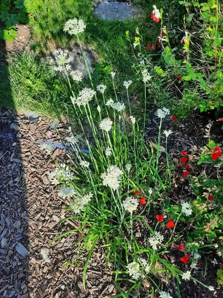 Photo of free Garlic Chives seedling (Morden SM4) #1