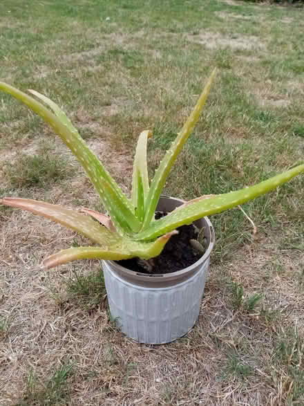 Photo of free Aloe vera (Northcourt OX14) #1