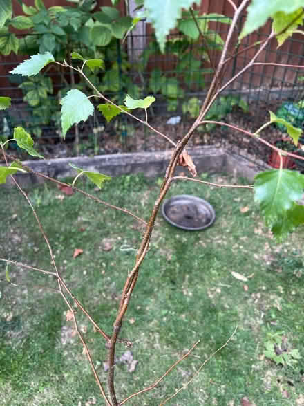 Photo of free Birch tree sapling (Cove GU14) #2