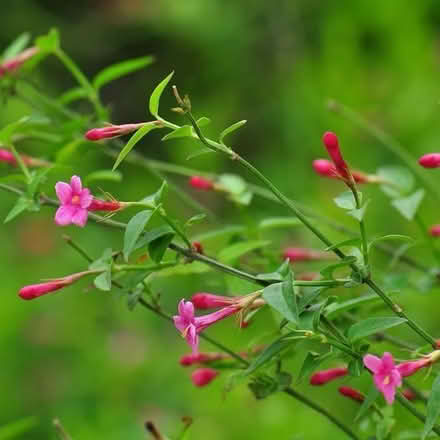 Photo of free Jasminum beesianum roots (Denton) #3