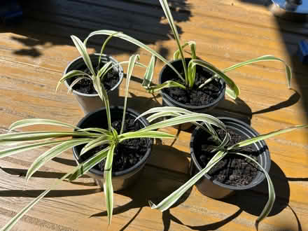 Photo of free Houseplants (Hollingdean BN1) #1