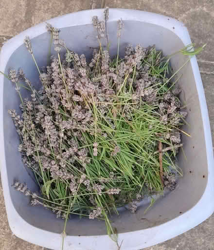 Photo of free lavender flower trimmings (Elworth CW11) #1