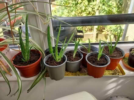 Photo of free Aloe vera and kalanchoe plants (AL7 Welwyn Garden City) #1
