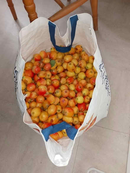 Photo of free Crab apples (Loughborough Junction SE5) #1