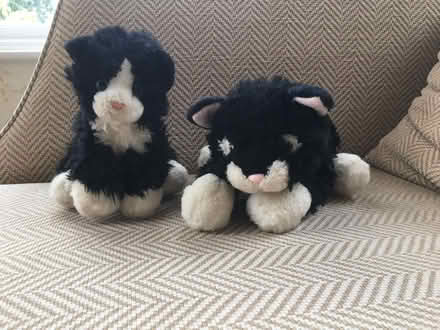 Photo of free 2 Black and White Cat Plushies (New Bilton CV22) #1