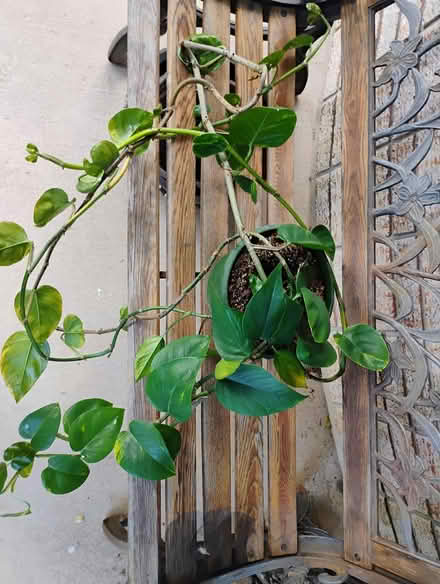 Photo of free Large houseplant, Westvale (Westvale, Waterloo) #1