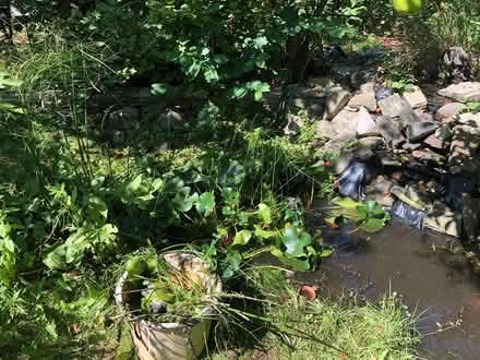 Photo of free Water lily plants (Alverstoke PO12) #1