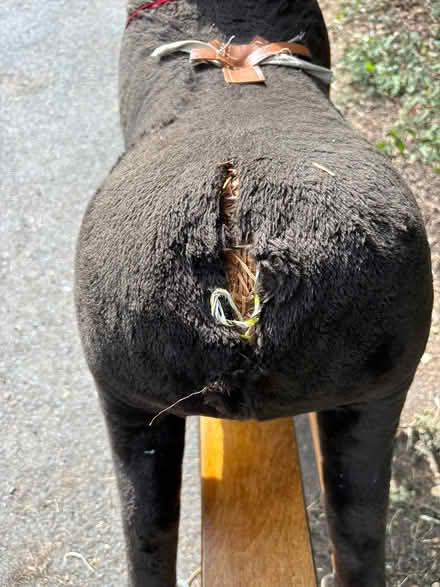 Photo of free Old rocking horse but very strong (Longton Preston PR4) #2