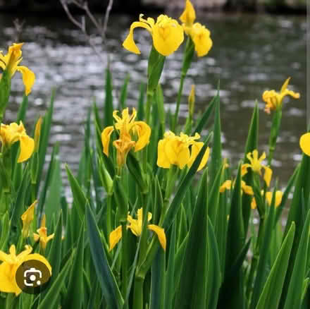 Photo of free Yellow flag iris (Harrogate HG2) #1