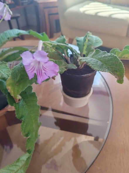 Photo of free Cape primrose (houseplant) (OX3, Headington, Oxford) #1