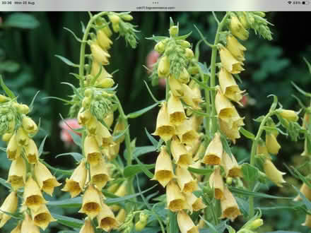 Photo of free Yellow Foxglove seeds (Upton CH49) #1