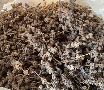 Photo of free Lavender flowers (New Barnet EN4) #1