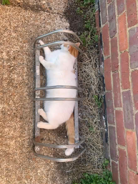 Photo of free Bike storage 3 bikes (Chesham HP5) #1