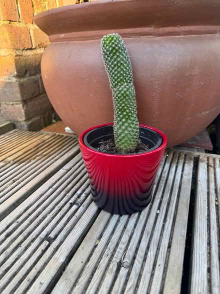 Photo of free Cactus in red pot (Wheathampstead AL4) #1