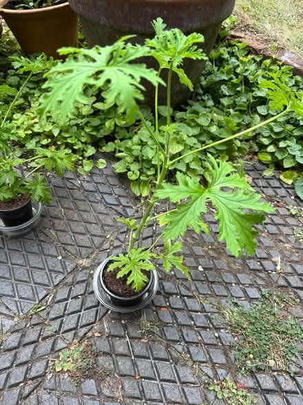 Photo of free House plants (Allerton L18) #1