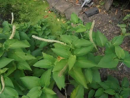 Photo of free pond Plants Lizards Tail (Hoscar L40) #1
