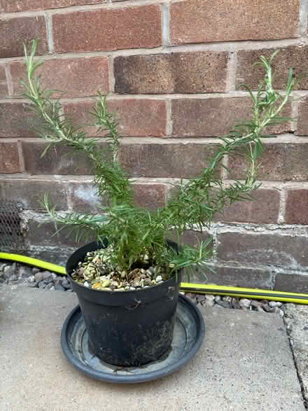 Photo of free Rosemary Plant (Walsgrave CV2) #1