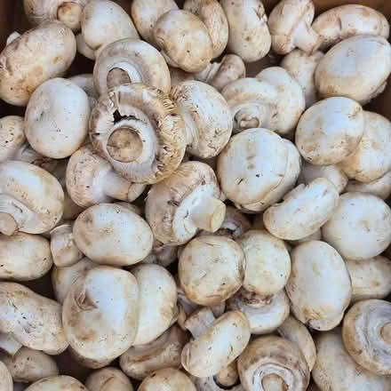 Photo of free Mushrooms - Lots & Ripe Now (310 Chiquita Avenue MtnVw) #1