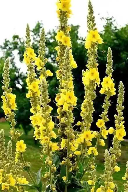 Photo of free 2 x Verbascum plants (Jesmond) #1