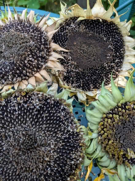 Photo of free Sunflower Heads (Freehold LA1) #2