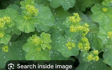 Photo of free Lady's mantle plant (Tilehurst RG31) #1