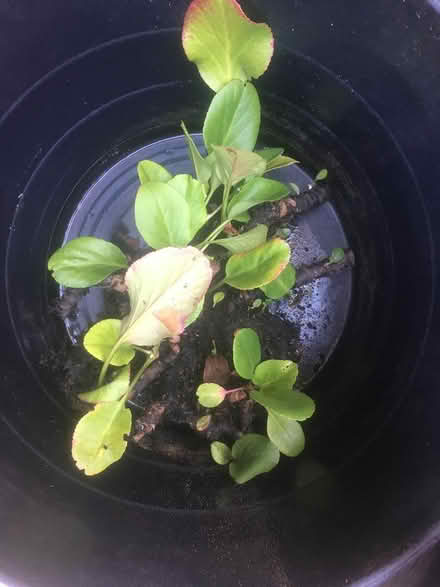 Photo of free Geranium & Elephants Ears (Wells, BA5) #1