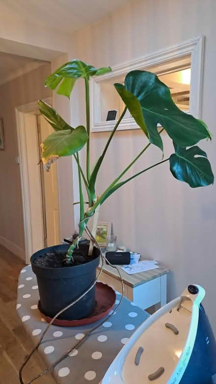 Photo of free Largish plant Rg26 (Bramley, Hants RG26) #1