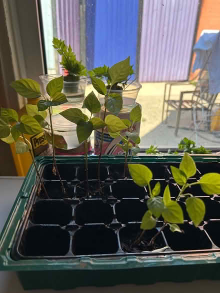 Photo of free Pepper seedlings (Wincobank, S5) #1