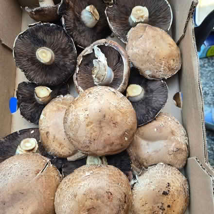 Photo of free Mushrooms - Lots & Ripe Now (310 Chiquita Avenue MtnVw) #2