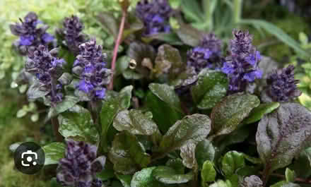 Photo of free Ajuga ground cover plant (Tilehurst RG31) #1