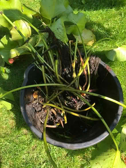 Photo of free Water lily plants (Alverstoke PO12) #2