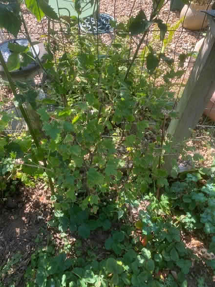 Photo of free Gooseberry bush (Acomb Park YO24) #1