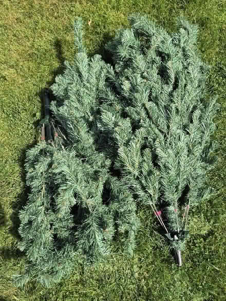 Photo of free Christmas tree (Tytherington SK10) #1