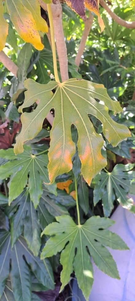 Photo of free Large Outdoor Fisca plant (south ham basingstoke RG22) #4