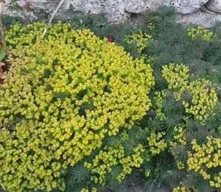 Photo of free Euphorbia. Plant (Tilehurst RG31) #1