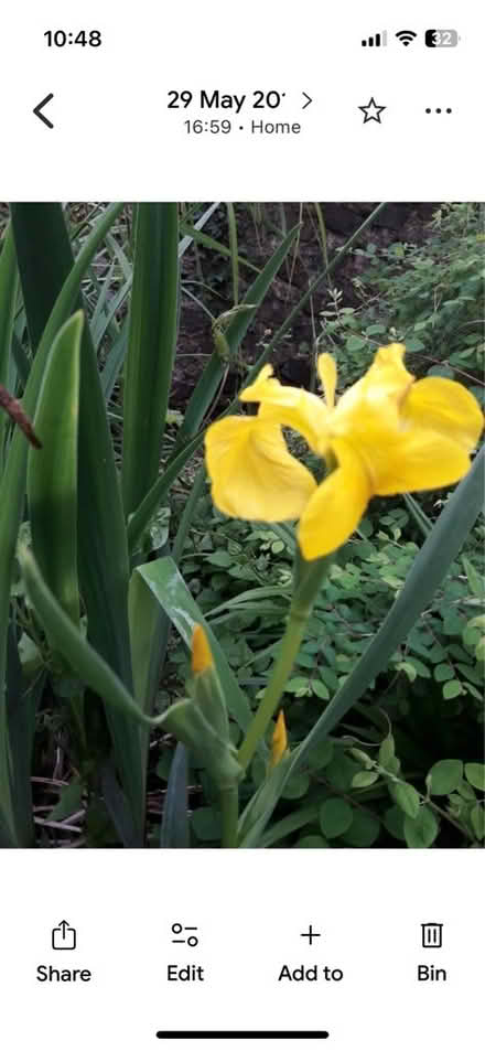 Photo of free Pond Irises (Shoreham-by-Sea BN43) #2