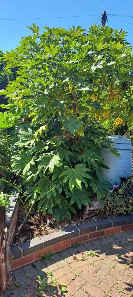 Photo of free Large Outdoor Fisca plant (south ham basingstoke RG22) #2