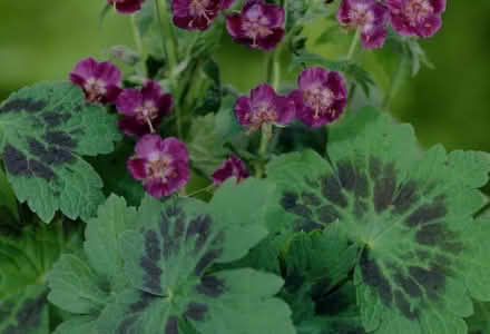 Photo of free Perennial geranium Samobor (Tilehurst RG31) #1