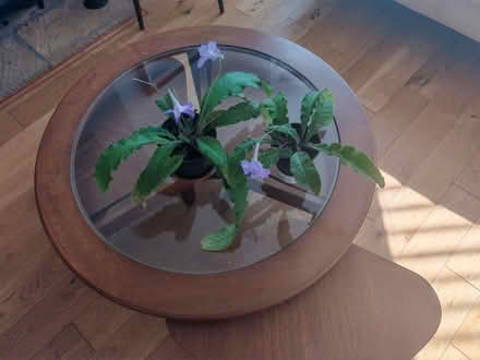 Photo of free Cape primrose (houseplant) (OX3, Headington, Oxford) #2