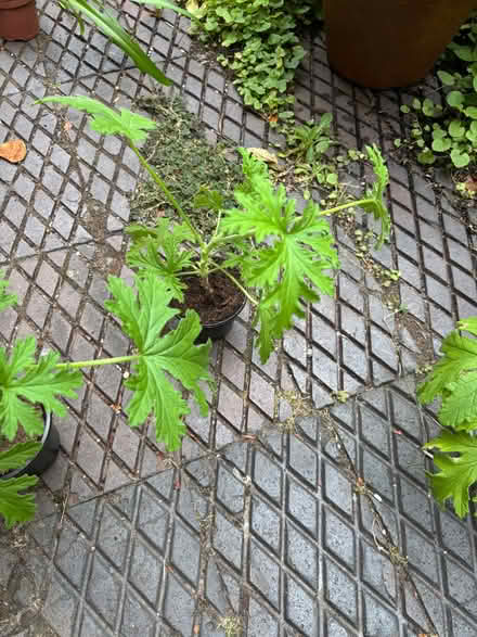 Photo of free House plants (Allerton L18) #3