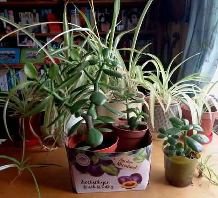 Photo of free houseplants: 5 spider and 3 moneytree plants (New Marston OX3) #1
