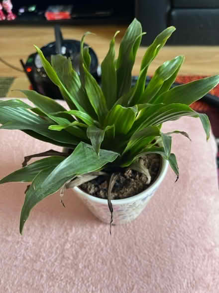 Photo of free plant and pot (SK1, central stockport) #2