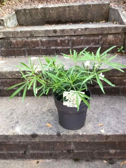 Photo of free Small Chloysia Arctic Pearl plant (Bannockburn FK7) #1
