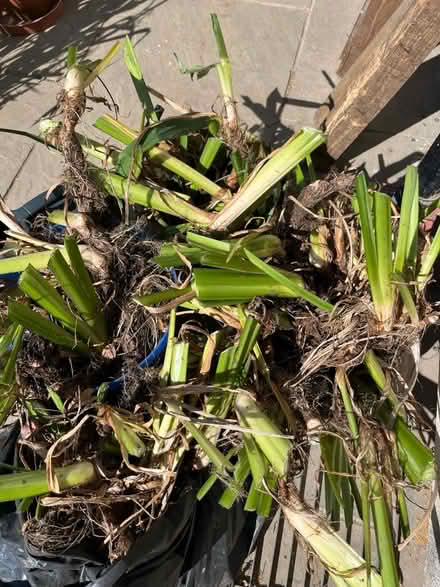 Photo of free Pond Irises (Shoreham-by-Sea BN43) #1
