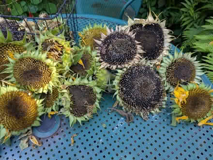 Photo of free Sunflower Heads (Freehold LA1) #1
