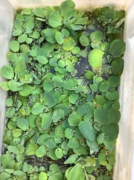 Photo of free Pond plant (Hatfield AL10) #1