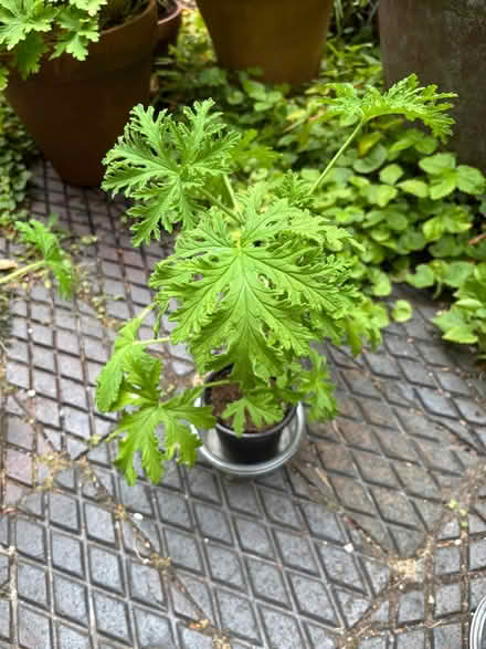 Photo of free House plants (Allerton L18) #2