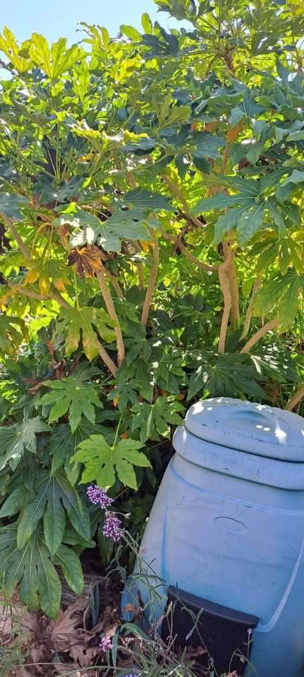 Photo of free Large Outdoor Fisca plant (south ham basingstoke RG22) #3